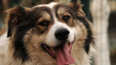 Goldpreis erreicht Rekordhoch: USD 4.420 erfreut Anleger