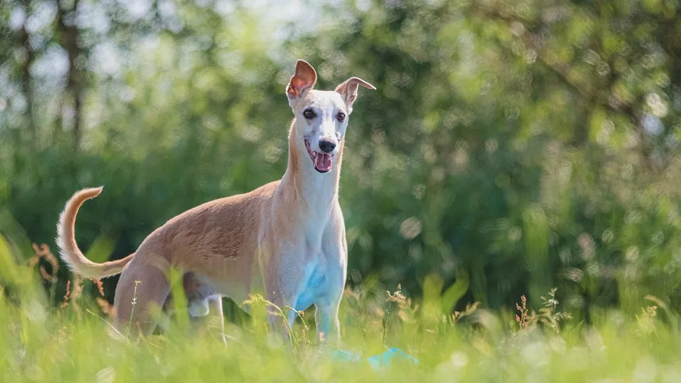 Tokenisierung: Ein neuer Kurs für lokale Banken und Märkte