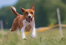 Kurs von XRP an entscheidender Kreuzung: Chancen und Risiken