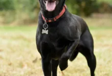 Uniswap Labs transformiert das Protokoll durch Token-Vernichtung