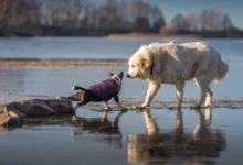 Revolut und Trust Wallet: Neuer Krypto-Kauf in Europa