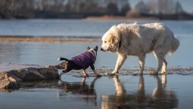 Revolut und Trust Wallet: Neuer Krypto-Kauf in Europa