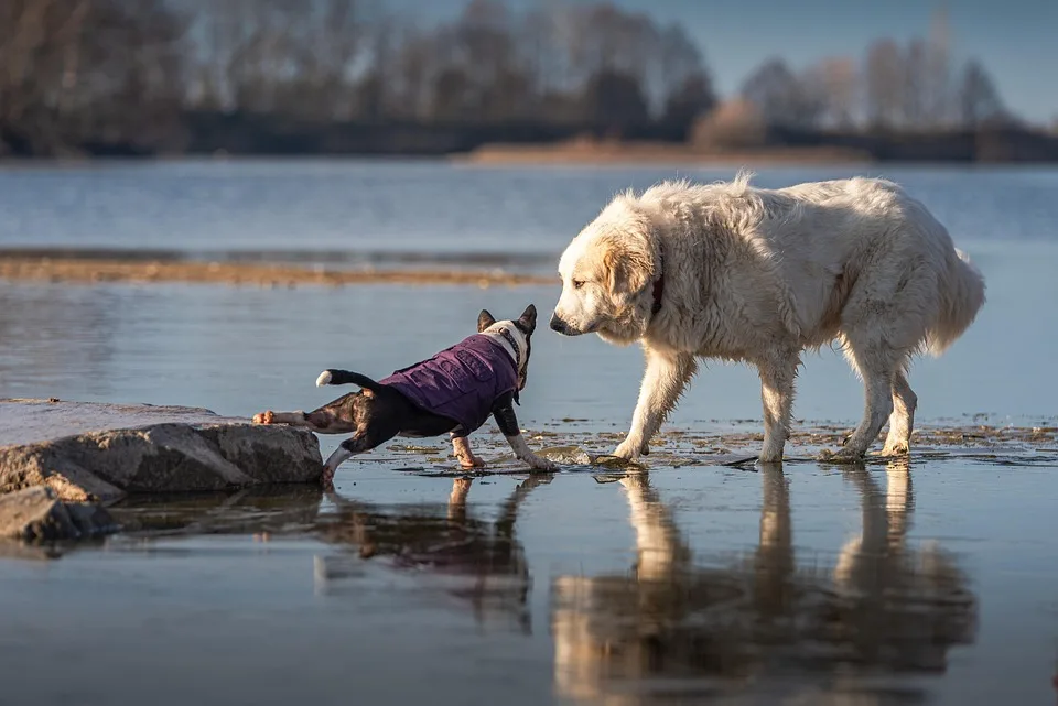 Revolut und Trust Wallet: Neuer Krypto-Kauf in Europa