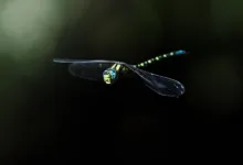 Sony und Startale präsentieren neuen US-Dollar-Stablecoin USDSC