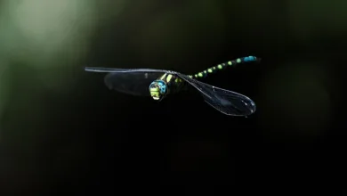 Sony und Startale präsentieren neuen US-Dollar-Stablecoin USDSC