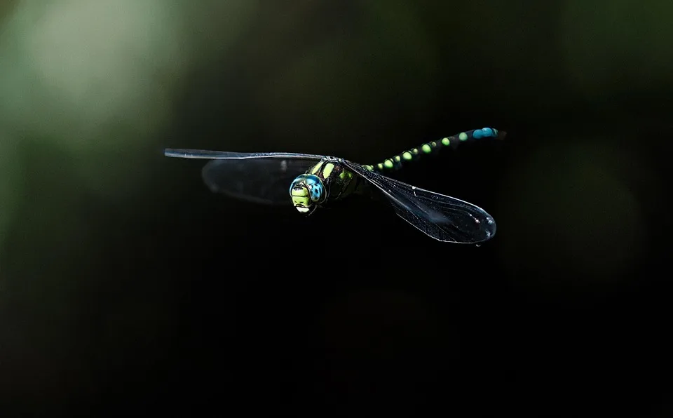 Sony und Startale präsentieren neuen US-Dollar-Stablecoin USDSC