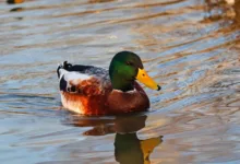 Ripple und Amina: Blockchain-Partnerschaft revolutioniert Zahlungen