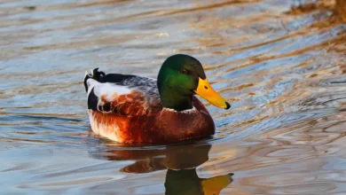 Ripple und Amina: Blockchain-Partnerschaft revolutioniert Zahlungen