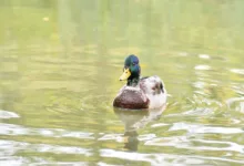 Ripple Labs: Von der Krypto-Start-up zur regulierten Bank