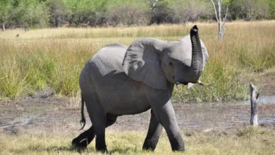 Kryptowährungsbetrug: Do Kwon drohen bis zu zwölf Jahre Haft