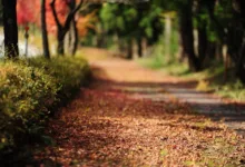 Coinbase-Aktien fallen: Markt reagiert auf rückläufige Trends