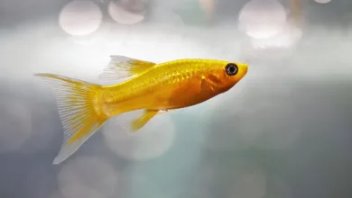 Gold verliert drastisch: Markt zeigt widersprüchliche Signale