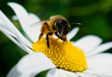 Polens Präsident verweigert strenge Krypto-Regulierung