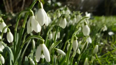 Krypto-Markt im Abwärtstrend: Prognose für den Jahresbeginn