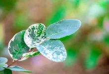 Hongkong erweitert Regulierung für digitale Vermögenswerte