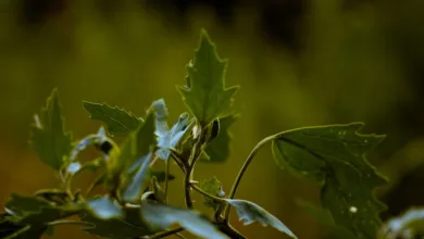 TRON wächst rasant, doch TRX-Token bleibt unter Druck