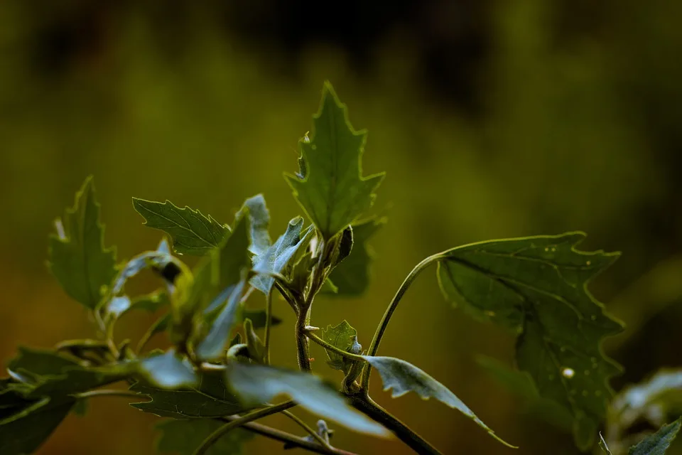 TRON wächst rasant, doch TRX-Token bleibt unter Druck