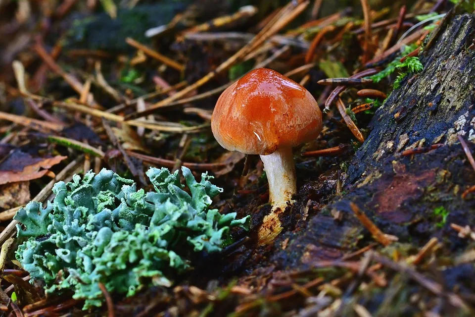 Krypto-Analyst entdeckt XRP-Muster wie 2017: Ist der Ausbruch nah?