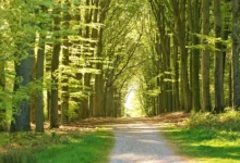 Wichtige Abstimmungen und Token-Burns bei Altcoins vor Weihnachten