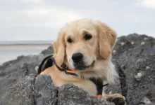 Kryptohandel für Privatkunden: Neuer Service von BPCE in Sicht