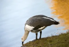 Volatile Kryptomärkte: XRP bleibt unter Druck trotz Bitcoin-Hoch