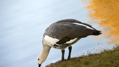 Volatile Kryptomärkte: XRP bleibt unter Druck trotz Bitcoin-Hoch