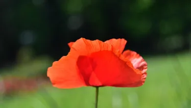 CZ räumt Klatsch um Tintin nach Dubai-Event im Nu aus