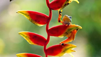 JPMorganChase plant Krypto-Handel für institutionelle Klienten