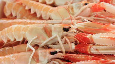 Erholungszeichen am Markt: RWA-Token im Fokus der Investoren