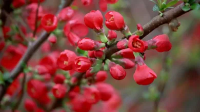 Japanische Krypto-Investoren: Steuern bremsen das Wachstum