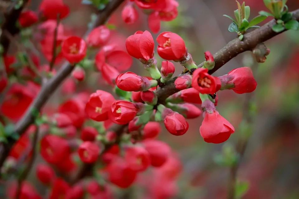 Japanische Krypto-Investoren: Steuern bremsen das Wachstum