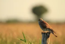 Filecoin Preis fällt: Marktstimmung beeinflusst Handel