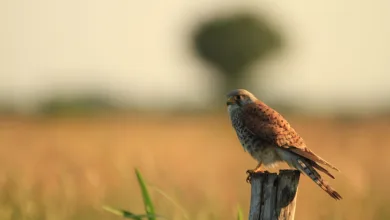 Filecoin Preis fällt: Marktstimmung beeinflusst Handel