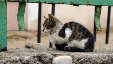 Neue Skinny Masterkonten: Chance für Krypto-Innovationen