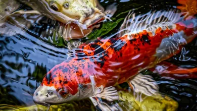 Kursrückgang bei Ripple: CryptoEasily verzeichnet großen Zulauf