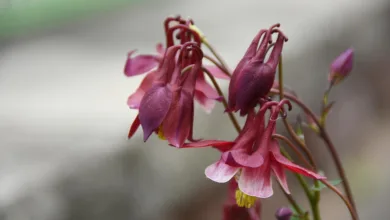 Robinhood verbessert Krypto-Service für erfahrene Trader