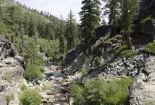 Trump-Familie und der fällt Bitcoin: Ein Markt im Sinkflug