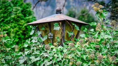 Hedera: HBAR bleibt unter wichtiger Fibonacci-Marke