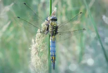 Tom Lees Prognose: Kann Bitcoin 100.000 USD erreichen?