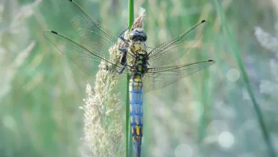 Tom Lees Prognose: Kann Bitcoin 100.000 USD erreichen?