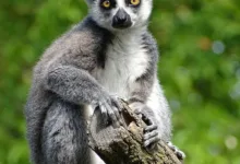 Apeing: Der nächste große Schritt für Krypto-Investoren