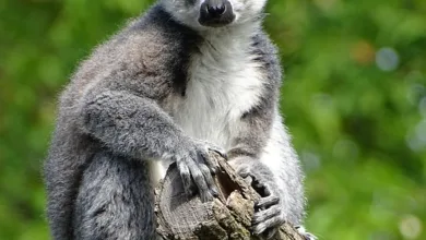 Apeing: Der nächste große Schritt für Krypto-Investoren