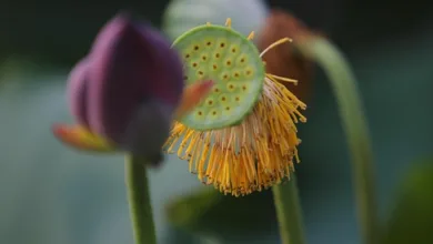 Trump-Ära und die verblasste Krypto-Kontrolle der SEC