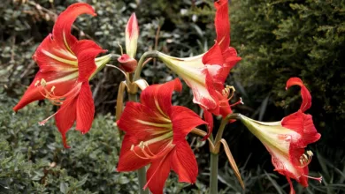 Neue Remittance-Lösung senkt Kosten und Zeit für Zahlungen nach Nigeria