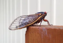 Do Kwon: 15 Jahre Haft und die Folgen für deutsche Investoren