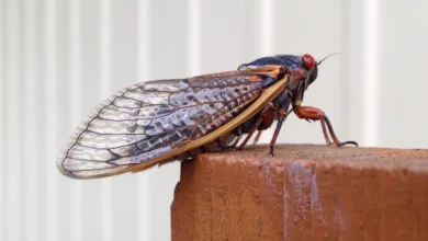 Do Kwon: 15 Jahre Haft und die Folgen für deutsche Investoren