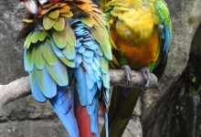 XRP und Solana: Eine neue Ära für die Krypto-Welt