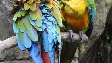 XRP und Solana: Eine neue Ära für die Krypto-Welt