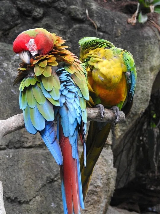 XRP und Solana: Eine neue Ära für die Krypto-Welt