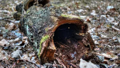 Ethereum erholt sich: Transaktionsgebühren fallen auf Rekordtief